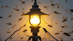 ¿Las luces LED atraen insectos? - ¿Cómo entran los insectos en las luminarias? | LEDRHYTHM